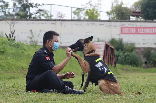 授名字、穿警服、戴胸牌！这一刻四只萌犬正式入警！