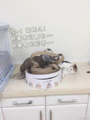 当猫拆起猫碗，像极了海底捞的扯面师傅！