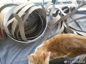 当猫拆起猫碗，像极了海底捞的扯面师傅！