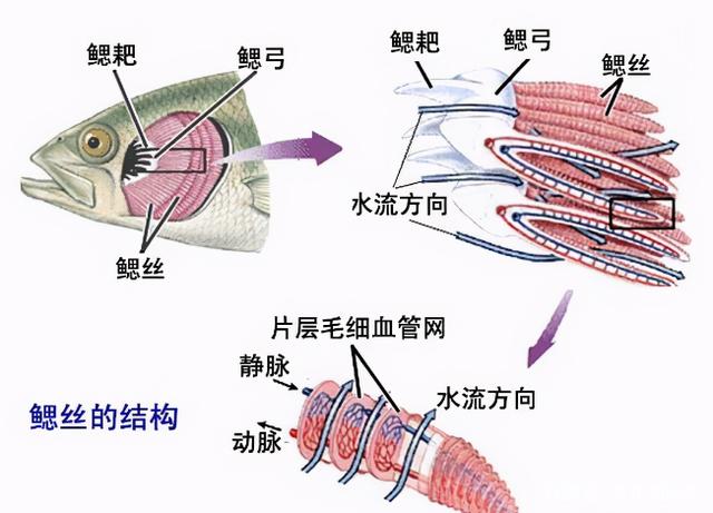 民间神奇“弓鱼术”，绑过之后的鱼，夏天脱水一天也不会死