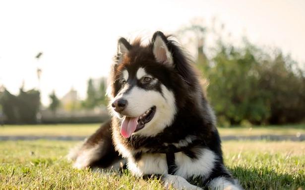 想养阿拉斯加犬？它有这几个缺点，别被蒙在鼓里了