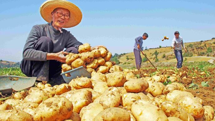 互联网企业都想追问一颗土豆的一生？被“上链”的还有砀山梨、景德镇瓷器……