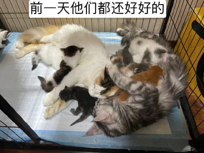 “分手摔死你的猫，又不犯法就要气死你！”