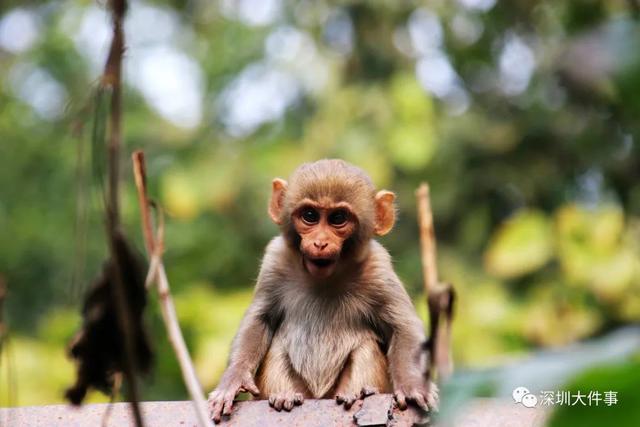 一个敢买一个敢卖！深圳女子网购野生猴子被骗，详情披露！