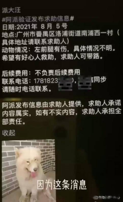 萨摩耶被狗贩子偷走，一年后主人找到却发现身体里长了好几个肿瘤