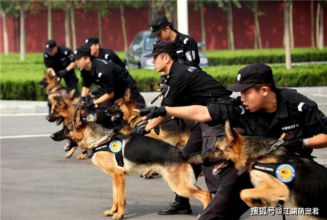 这些狗狗不能当警犬，再聪明也没用