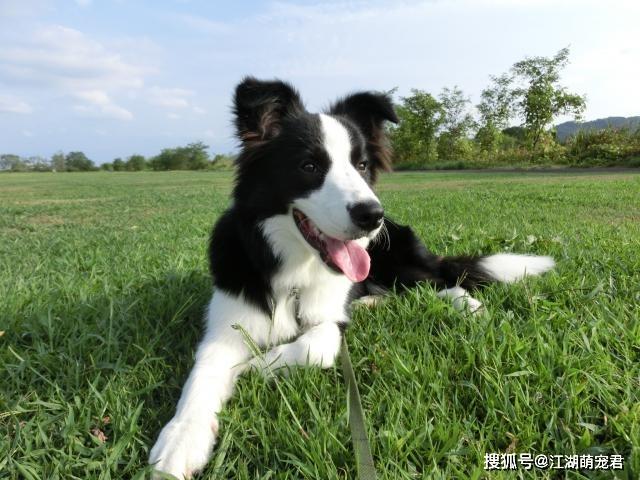 这些狗狗不能当警犬，再聪明也没用