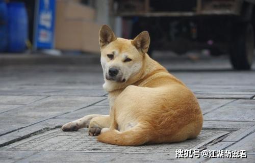 这些狗狗不能当警犬，再聪明也没用