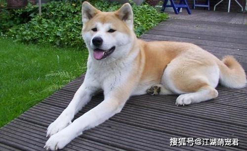 这些狗狗不能当警犬，再聪明也没用