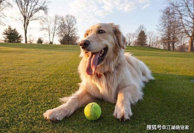 这些狗狗不能当警犬，再聪明也没用