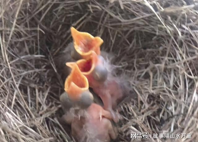 小时候养了只麻雀，靠喂食长大的幼鸟会飞了，却依然粘着我喂食