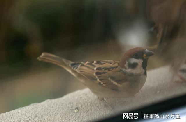 小时候养了只麻雀，靠喂食长大的幼鸟会飞了，却依然粘着我喂食