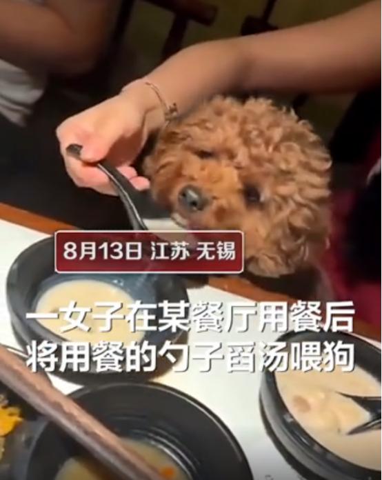 江苏无锡:女子用餐厅勺子舀汤喂狗