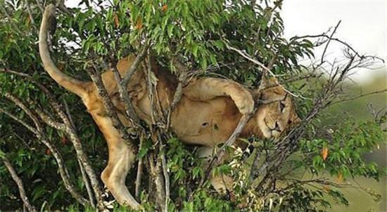当一头狮子被赶上树杈上面的时候，狮子一脸可怜兮兮的样子望着？