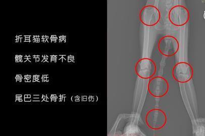 流浪折耳猫无人敢要被朋友收留，医生检查后失声哭泣！