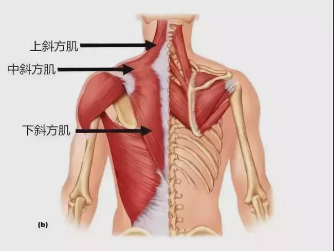 超全的练背指南!每一块背部肌肉都安排的明明白白(6)