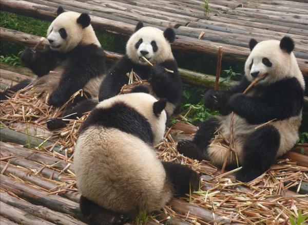成都一大熊猫因长相潦草走红 网友：梳了两条冲天辫？