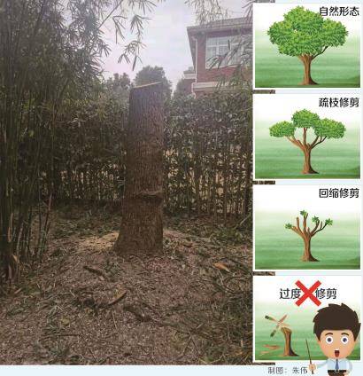 上海一居民自己种的树请人修剪为何被罚14.42万元 监管执法部门和法律专家解疑惑