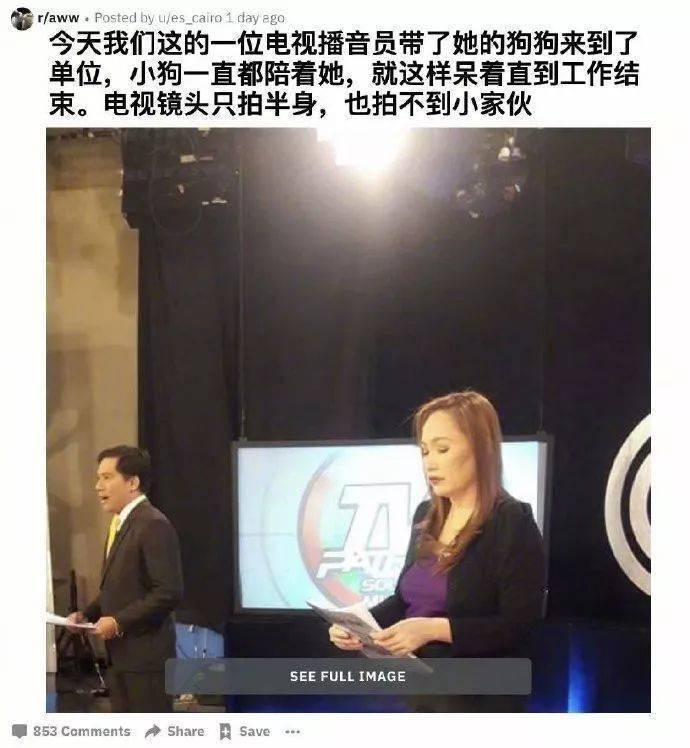 主播播新闻的时候，一只小金毛正依偎在她脚下，这也太可爱了吧！