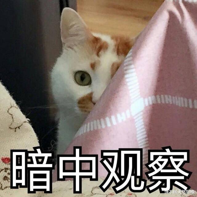 亲身经历：猫咪失去两颗“蛋蛋”后，发生很大的变化！