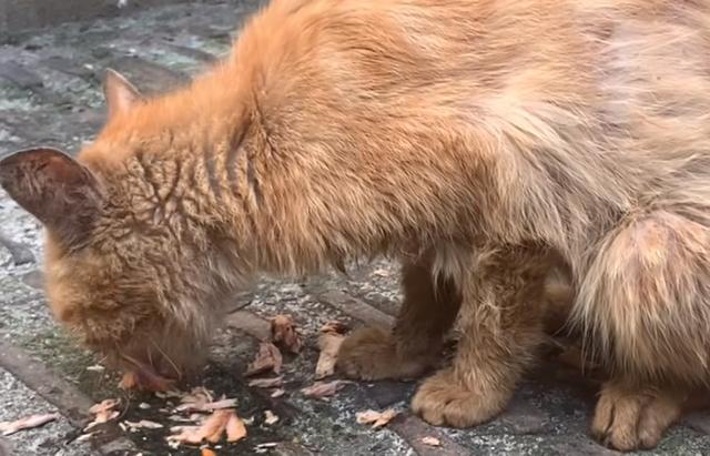 猫咪被当成怪物，躲在汽车底下等了1年左右：太让人心疼了