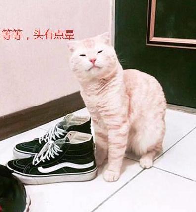 猫咪一头钻进去鞋里，抬起头却一脸后悔：都怪我嘴馋