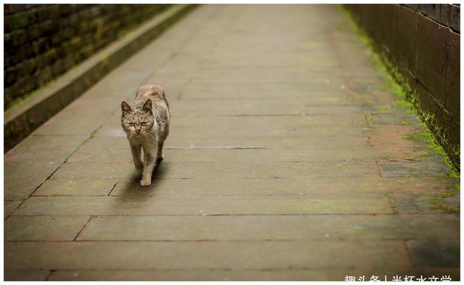 民间故事：你家养的猫，不一定是宠物，还可能是“哭丧猫”