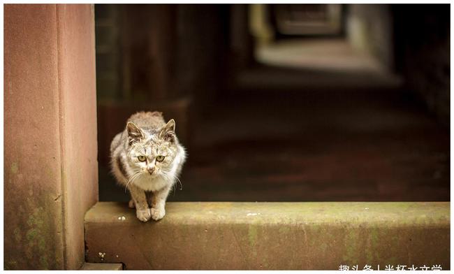 民间故事：你家养的猫，不一定是宠物，还可能是“哭丧猫”