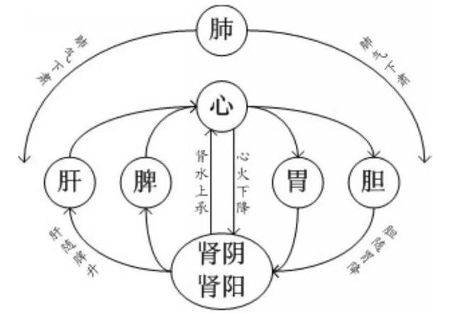 降为通降,肺位于上焦,为五脏六腑之华盖,其气以下降为顺,指的是肺气有