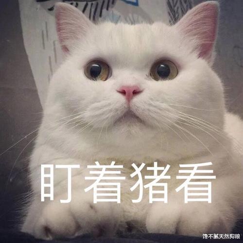 能让猫咪少生病的技巧，你做到了几个？