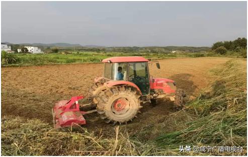 高桥镇：抢抓农时不放松 秋冬油菜育苗正忙时