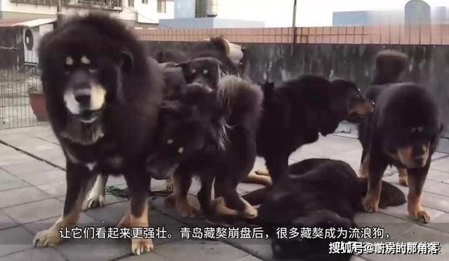 流浪藏獒能破坏高原生态？如果放任不管，雪豹会不会被捕食？