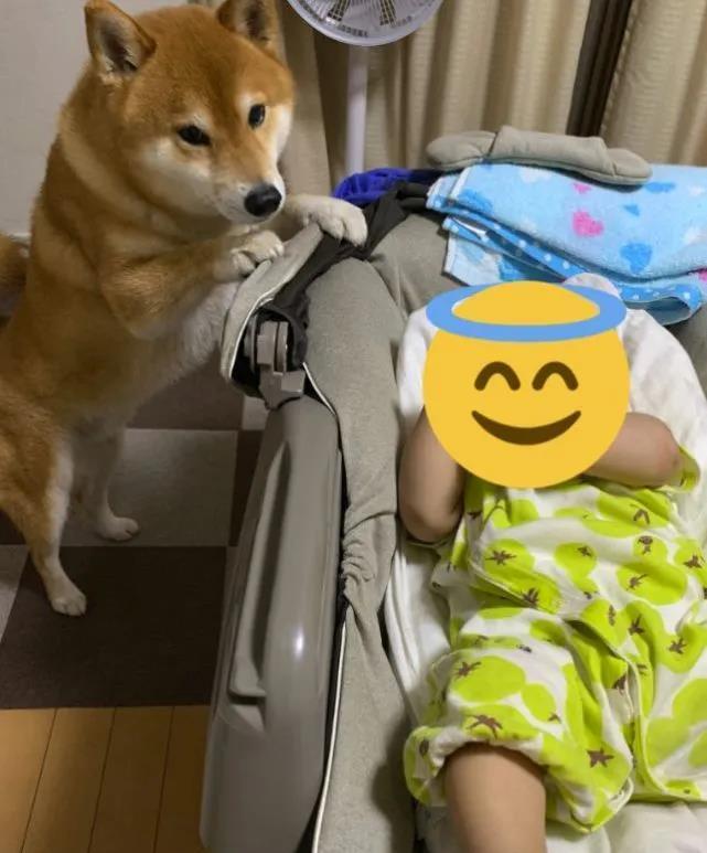 岛国柴犬沉迷“捡石头”？主人晕倒也没反应