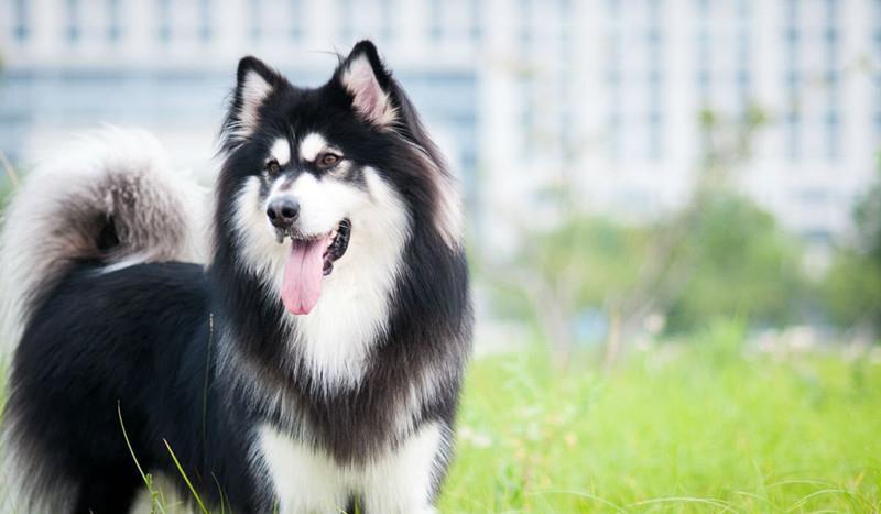 训狗新手必看！阿拉斯加犬怎么训练让它听话服从？