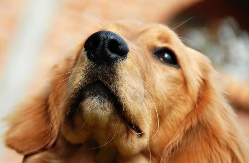 金毛犬鼻子不黑是什么原因？让小编来告诉你