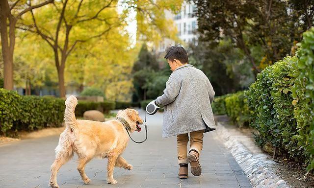 “蠢狗”的七大表现,你家狗狗占了几条?