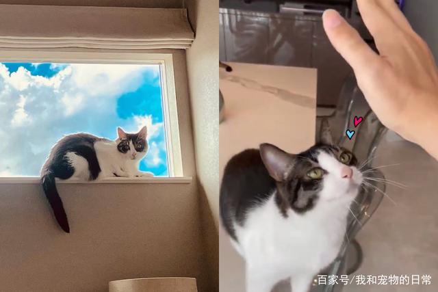 萌猫对空气撒娇诱人疼，奴才怎么忍得住！