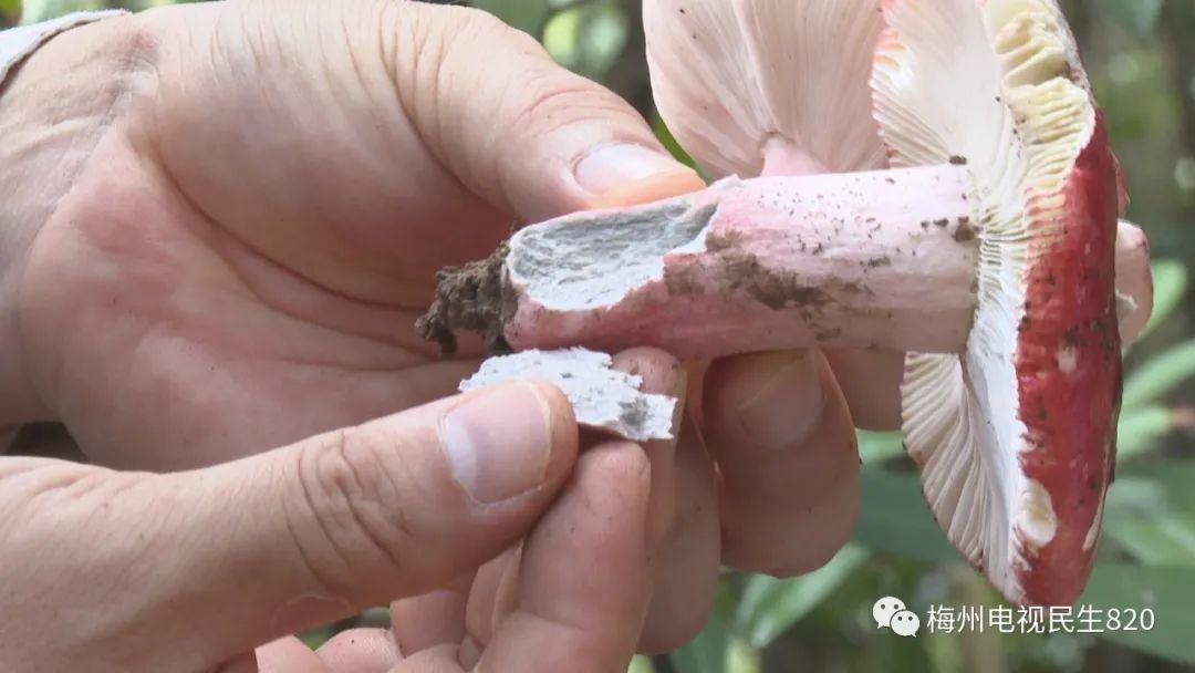 野生毒蘑菇可致命！广东祖孙3人中招