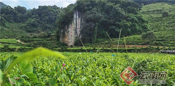 「走进绿色文山」抹茶美食！打开广南茶山新方式