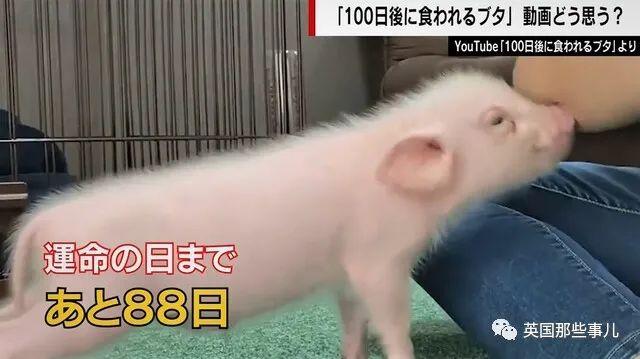 “100天后会被吃掉的宠物猪”迎大结局，真就这样烤猪吃掉了？！