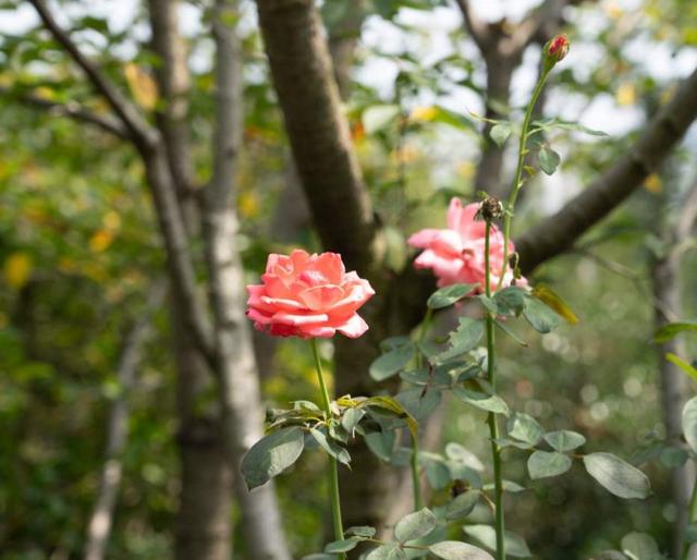 月季花六七月能挪活吗？