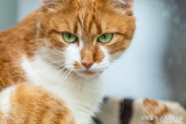 你把猫咪当宠物，猫咪把你当猎物，铲屎官那些会让猫咪误会的行为