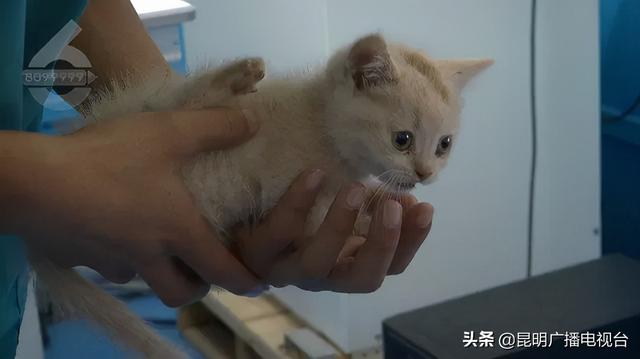 左右张望发现没人 他将小猫从2米高的通风口丢进宠物医院