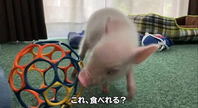 结局反转！日本UP主直播养宠物猪100天，结局让网友崩溃了……