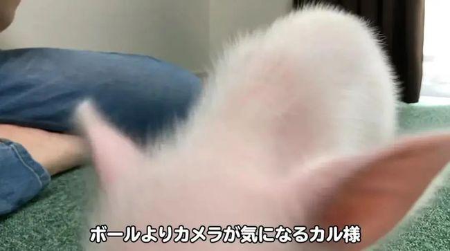 结局反转！日本UP主直播养宠物猪100天，结局让网友崩溃了……