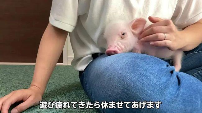 结局反转！日本UP主直播养宠物猪100天，结局让网友崩溃了……