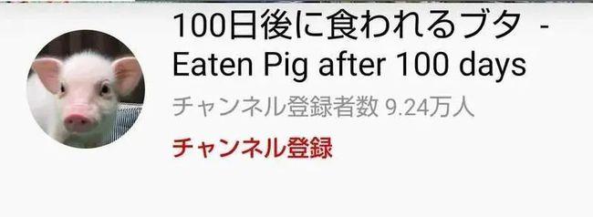 结局反转！日本UP主直播养宠物猪100天，结局让网友崩溃了……