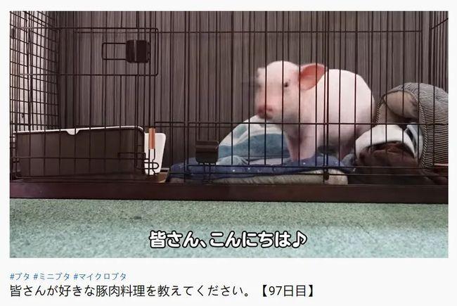 结局反转！日本UP主直播养宠物猪100天，结局让网友崩溃了……