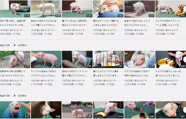 结局反转！日本UP主直播养宠物猪100天，结局让网友崩溃了……