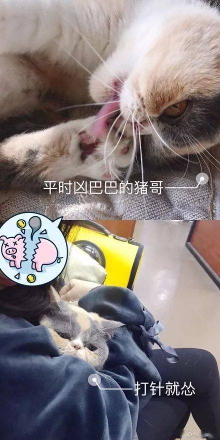 这只猫平时在家里作威作福的，一进医院后...?